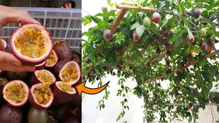 [No need for a garden] The secret to growing the wrong passion fruit in a plastic container