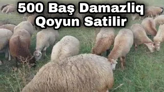 500 BAŞ DAMAZLİQ QOYUN SATİLİ  TEL 051 792 83 28