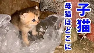 一匹の迷子の子猫が山の中の土の穴で泣いていたので、私はそれを守りました… 猫は左足に怪我していて足を引きずっています