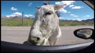 Oatman Donkeys eating Apples and Carrots on the side of the road