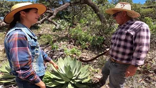 Haciendo MECHOCOTE platillo de origen prehispánico