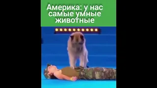 У нас самые умные животные!!! 😀😀😀