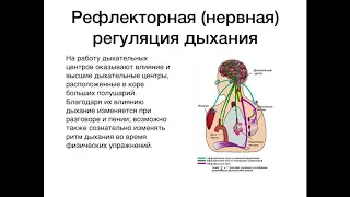 Регуляция дыхания (Литвиненко ОП216)