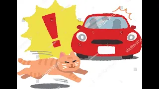Cat Car Accident|Saved A Cat |Veterinary Guide