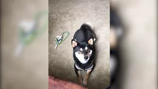 Talking Shiba Inu demands attention!