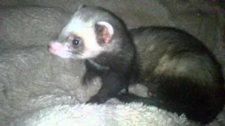 Fred the ferret chilling