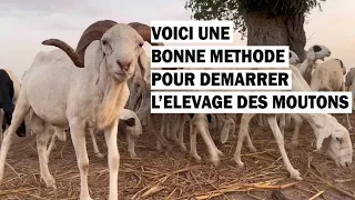 Voici une Bonne Methode pour Demarrer l'Elevage des MOUTONS.