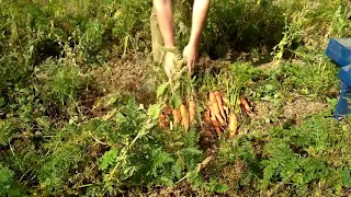 Копалка моркови для трактора. digging carrots