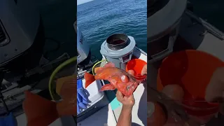 IKEJIME procedure on rockfish POV, following the lateral line of fish with spike and wire