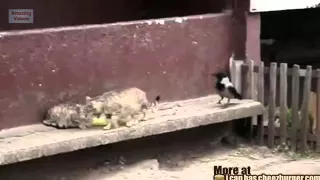 Funny Birds Stealing Stuff Compilation medium