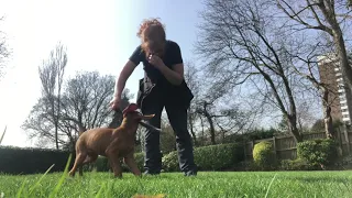 Vizsla Puppy starts training for recall, retrieve and sit & down position at 10 weeks
