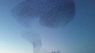 Gretna starling murmuration.