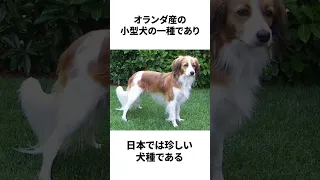 【大谷の犬】デコピンに関する雑学　#shorts #デコピン  #大谷翔平   #雑学