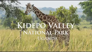 Safari in Uganda - Kidepo Valley National Park - Karamoja Region