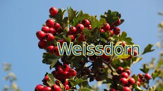 Weissdorn - Wächter des Herzens