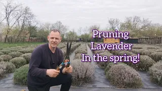 How to prune lavender in the spring!