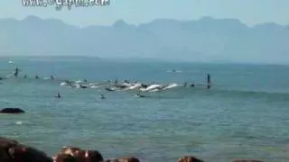 Muizenberg Cape Town surfing