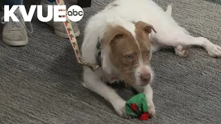 Meet Nutmeg, a dog available for adoption for the Austin Humane Society | Pet of the Week