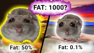 Sad Hamster Becomes Fat