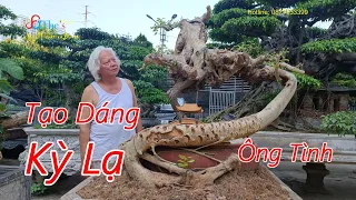 Sang vườn Ông Tình Bạc bất ngờ gặp phôi Sanh tán tầng biến hóa kỳ lạ và ý tượng tạo hình rất độc đáo