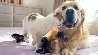 Mom Cat Entrusts Her Babies to a Friendly Golden Retriever