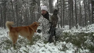 Kanalintujen metsästystä pystykorvalla erämaassa - Vinkkejä kanalintujen metsästykseen pystykorvalla