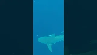 Massive Bull Shark Patrols The Water #fishing #fish #shortsvideo #florida #bullshark #shark #sharks