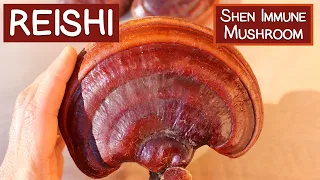 Reishi Mushroom, A Shen Tonic and Immune Modulator