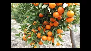 ISRAEL Agriculture Technology: Citrus farming - World Amazing Modern Agriculture