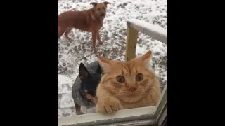 😺 Хозяин, у меня проблемы! 🐶 Смешное видео с собаками, кошками и котятами! 🐱