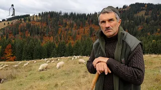 Pășunatul oilor TOAMNA pe MUNTLE BÂTCA cu COSTEL BONDREA | URȘII FAC PAGUBE MARI!!! Documentar EP.1