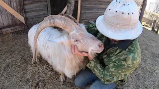 Сколько весит Наш породистый козел- баран Борис - Животное.