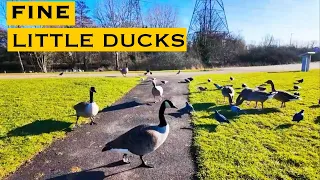 FINE LITTLE DUCKS