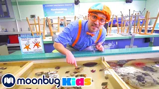 Blippi Visits Point Defiance Zoo/Aquarium | @Blippi | Moonbug Literacy