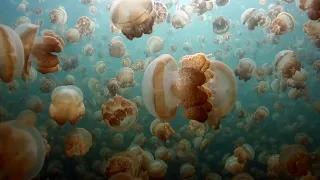 Natural wonders - Jellyfish Lake Palau