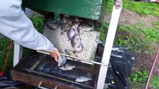 Automatic fish scaler