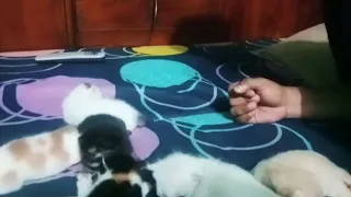 mengenali perbedaan anak kucing anggora dan anak kucing kampung