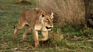 Shocking Video of a Cape Buffalo Attacking a Lioness
