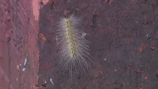 Fuzzy caterpillars all over Houston have many worried about their trees