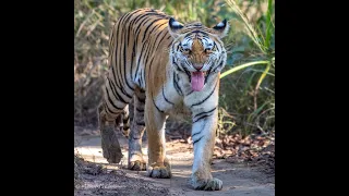 Tiger Rayakasa in search of Tigress Bindu | Khursapar Pench |