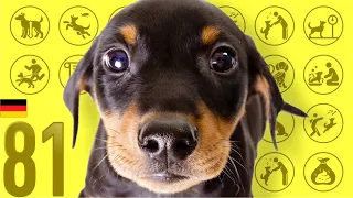 #81 German Pinscher ❤️ TOP 100 Cute Dog Breeds Video