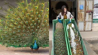 Peacock growth process，Peacock opening feathers，White peacock and blue peacock