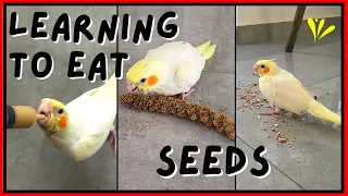 Cockatiel Learning To Eat Seeds | Pearly The Birdie