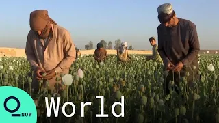 Afghan Farmers Start Opium Harvest Despite Taliban Warnings