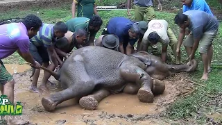 Injured Baby elephant !