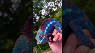 You haven't seen him yet!!! Madagascar Chameleon!!! #funny #animals #reels