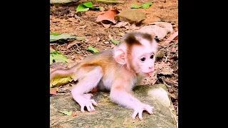 Pity baby monkey lost mother!