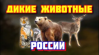 Дикие животные России. Звуки диких животных. Развивающие мультики