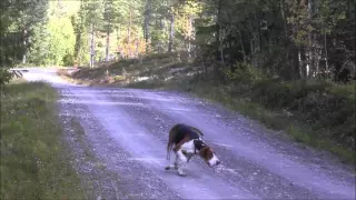 Harejakt 2015 med finsk støver