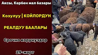 КОЗУЛУУ КОЙЛОРДУН БААЛАРЫ | БАЗАР ТУТОДУ😱🔥 | АКСЫ,КЕРБЕН | 29-март